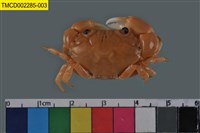 藏品(環紋金沙蟹)的圖片